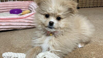 子犬と成犬の違いを実体験で解説!1kg→5kgで気づいた成長サイン