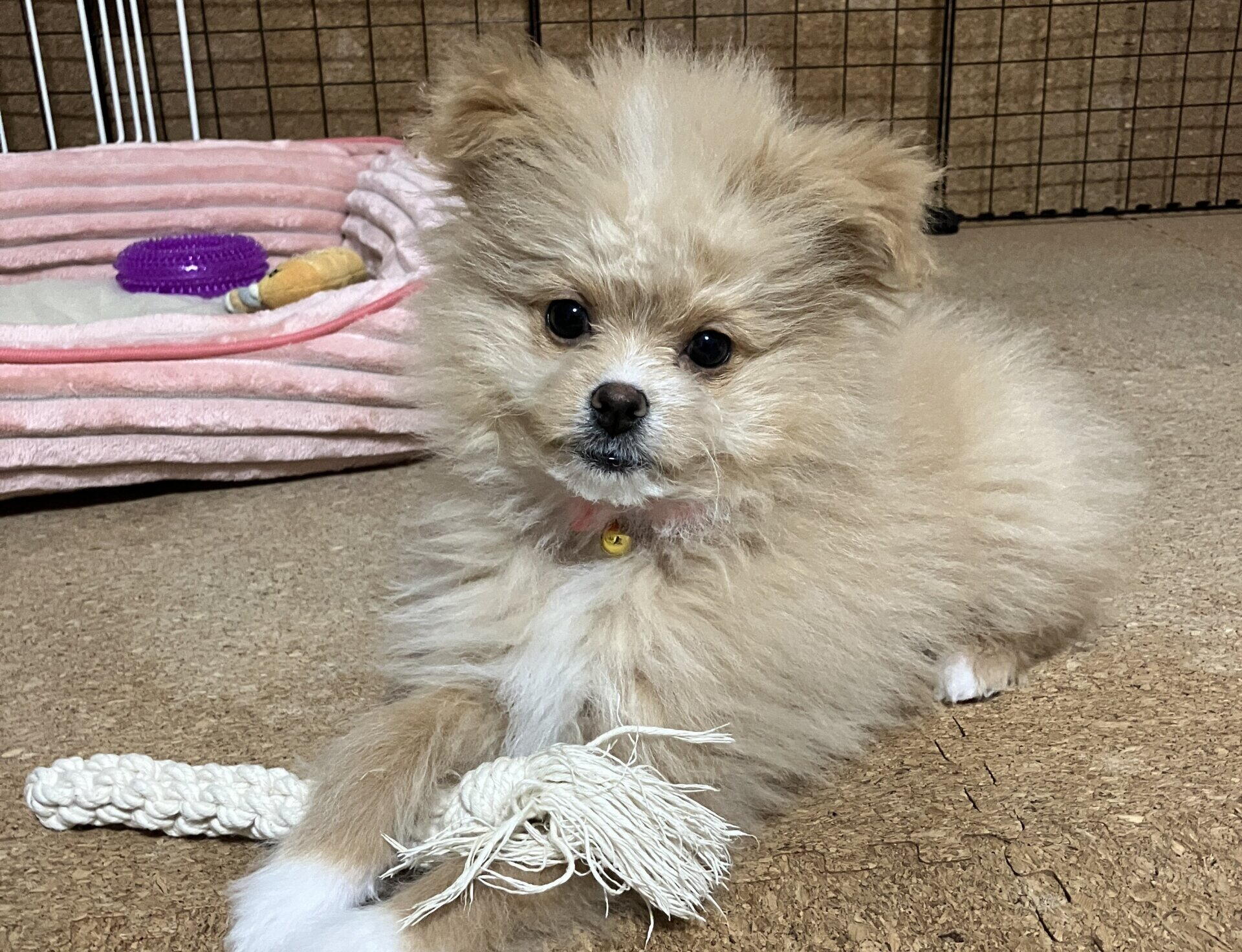 子犬と成犬の違いを実体験で解説！1kg→5kgで気づいた成長サイン