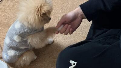 犬の食糞をやめさせるには?うちが続けている予防運用と7ステップ