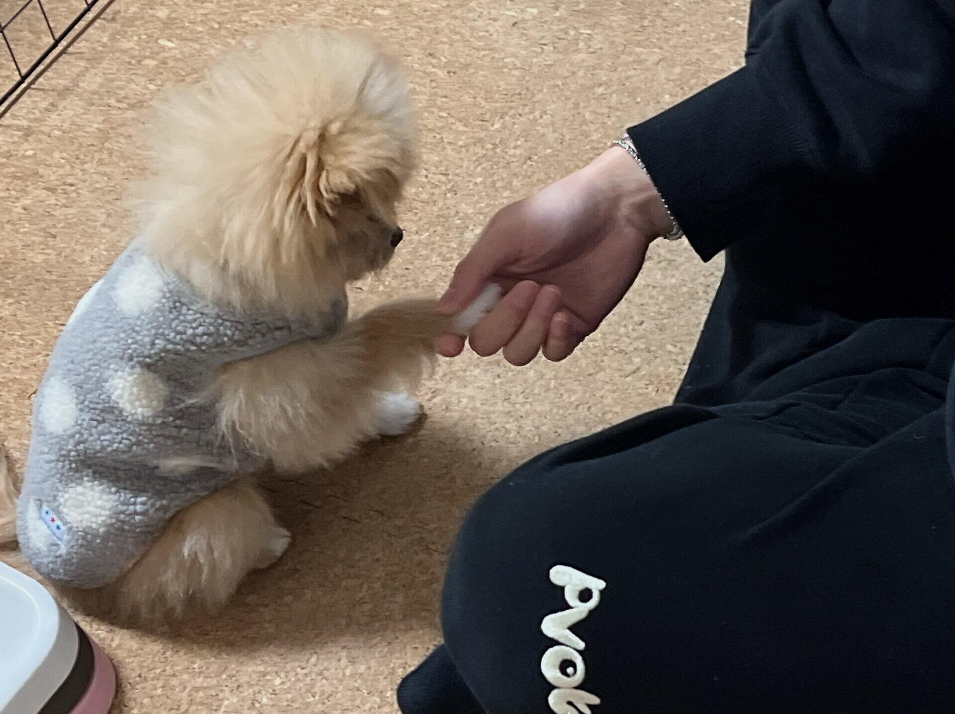 犬の食糞をやめさせるには？うちが続けている予防運用と7ステップ