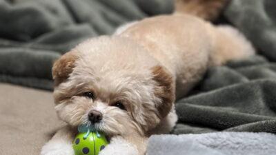 賃貸で犬を飼う前に必読!持ち家で気づいた7つの注意点