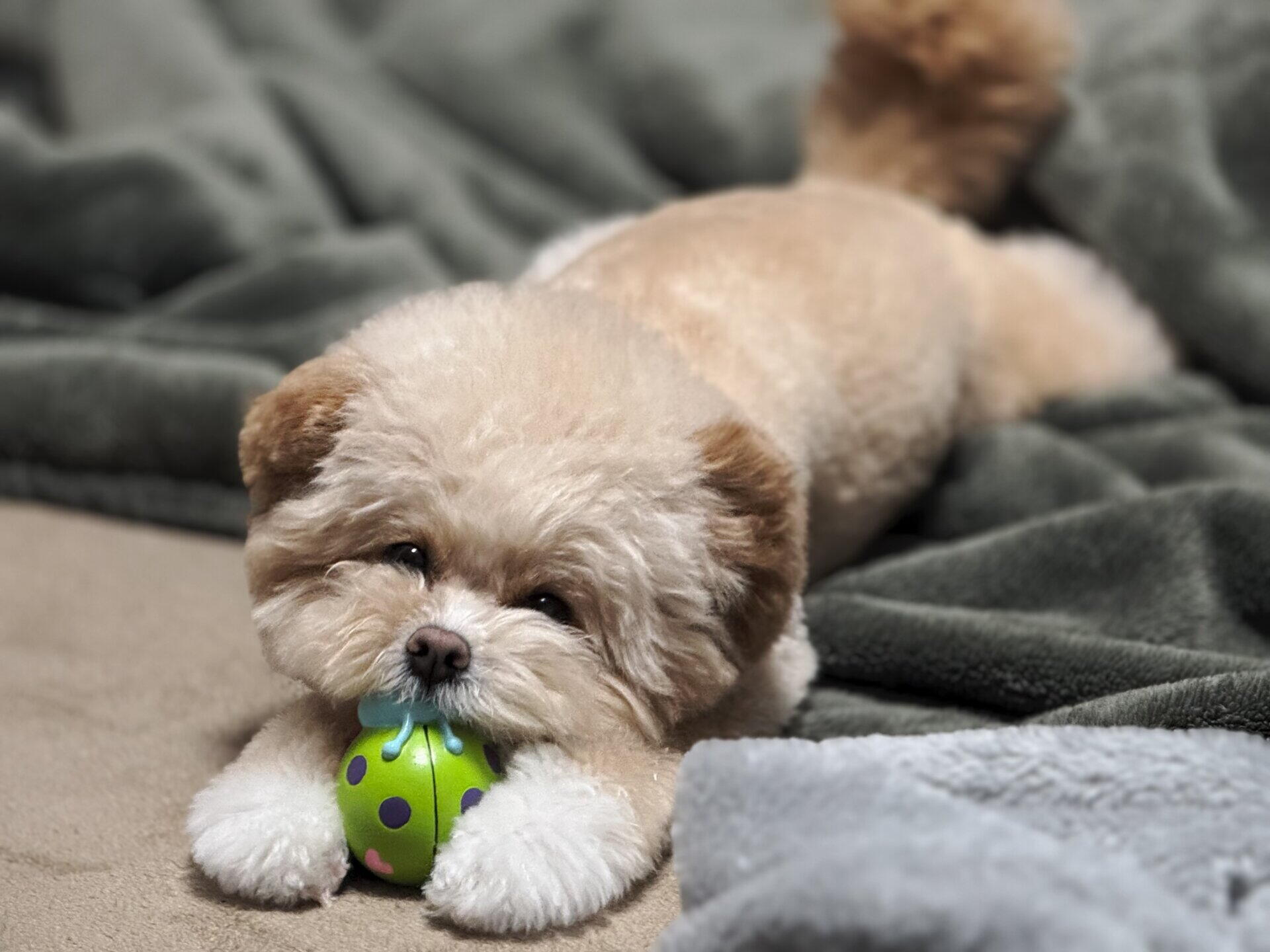 賃貸で犬を飼う前に必読!持ち家で気づいた7つの注意点