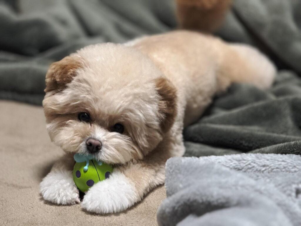 パフィ式・成犬移行5チェック、いま子犬?それとも成犬?