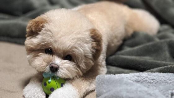 犬が散歩に行けない日の運動はこれ！うちのポメプー実践法