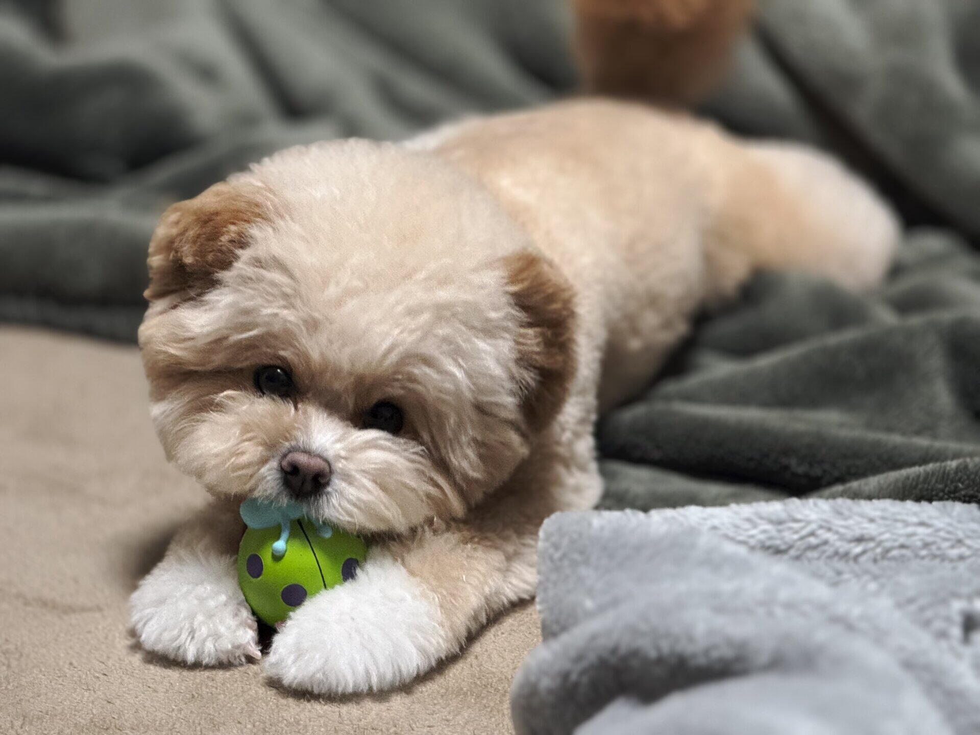 犬が散歩に行けない日の運動はこれ！うちのポメプー実践法