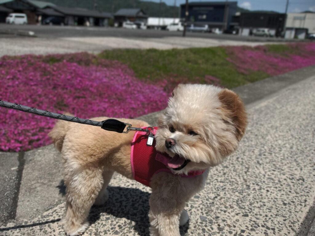 犬が散歩で歩かない主な原因8つ