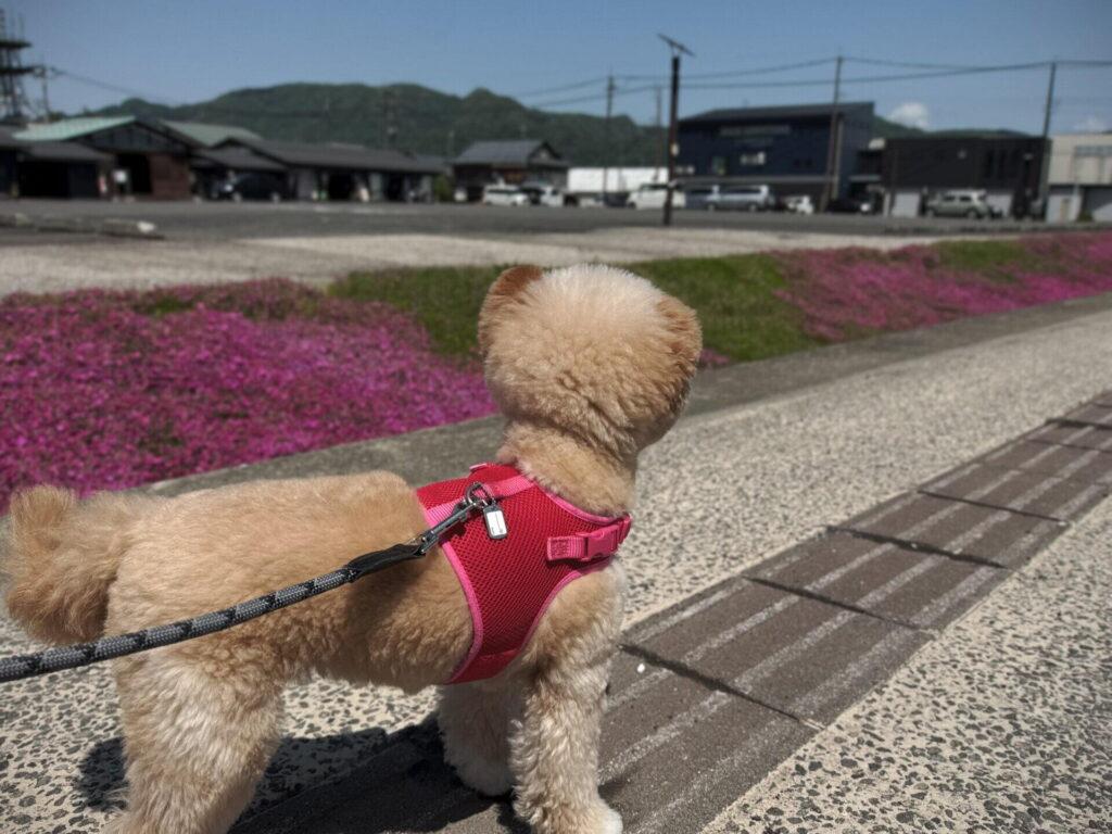 家族構成・住まい別おすすめ犬種マトリクス