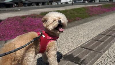 子犬の社会化はいつまで?飼い主が体験で語る進め方と慣らし方