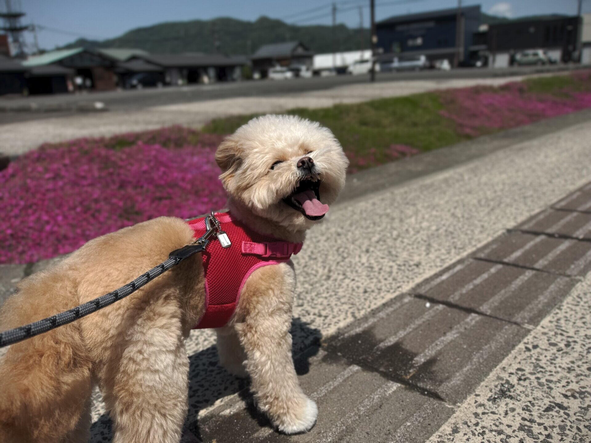 子犬の社会化はいつまで？飼い主が体験で語る進め方と慣らし方