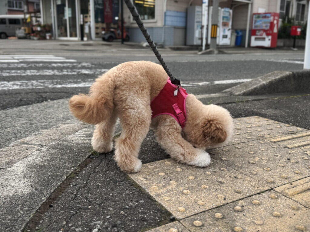 犬が拾い食いをするのはなぜ?主な原因