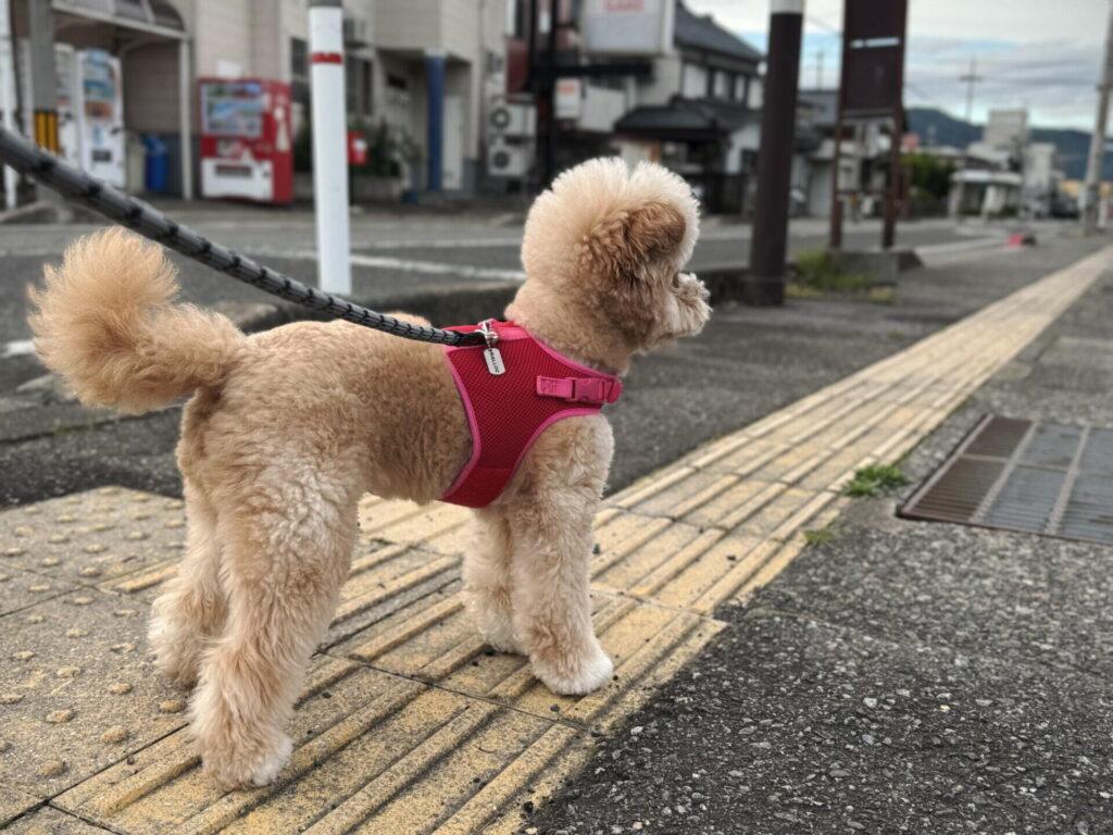 教室を見送って独学した我が家のリアル