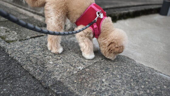 犬が電柱の匂いを嗅ぐのはなぜ？やめさせるか迷う飼い主へ