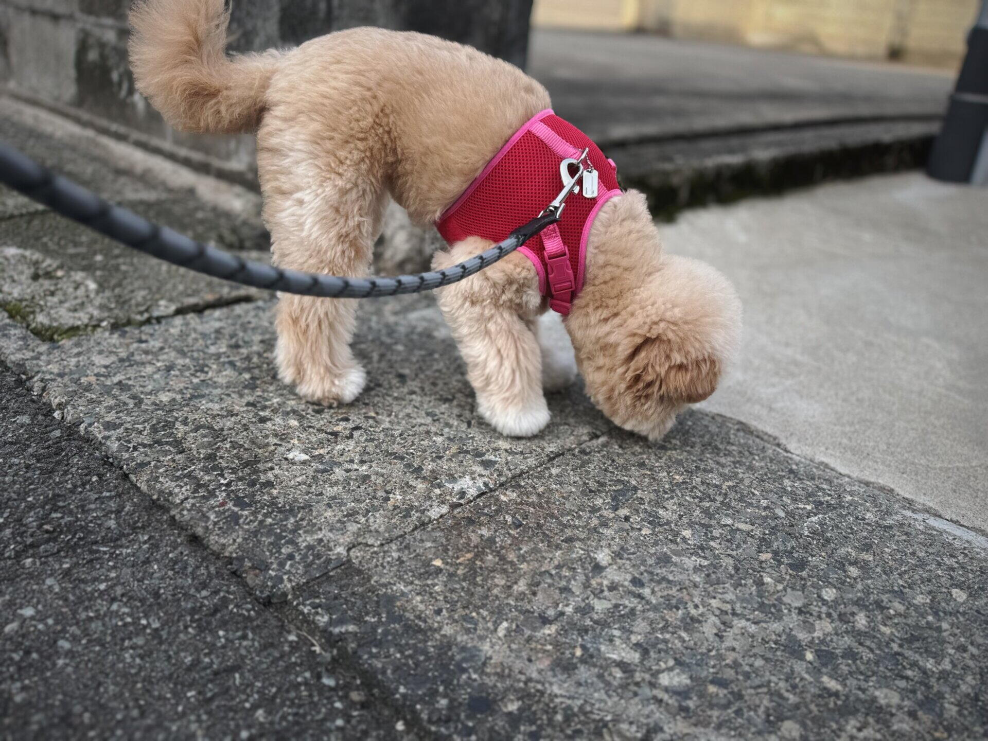 犬が電柱の匂いを嗅ぐのはなぜ？やめさせるか迷う飼い主へ