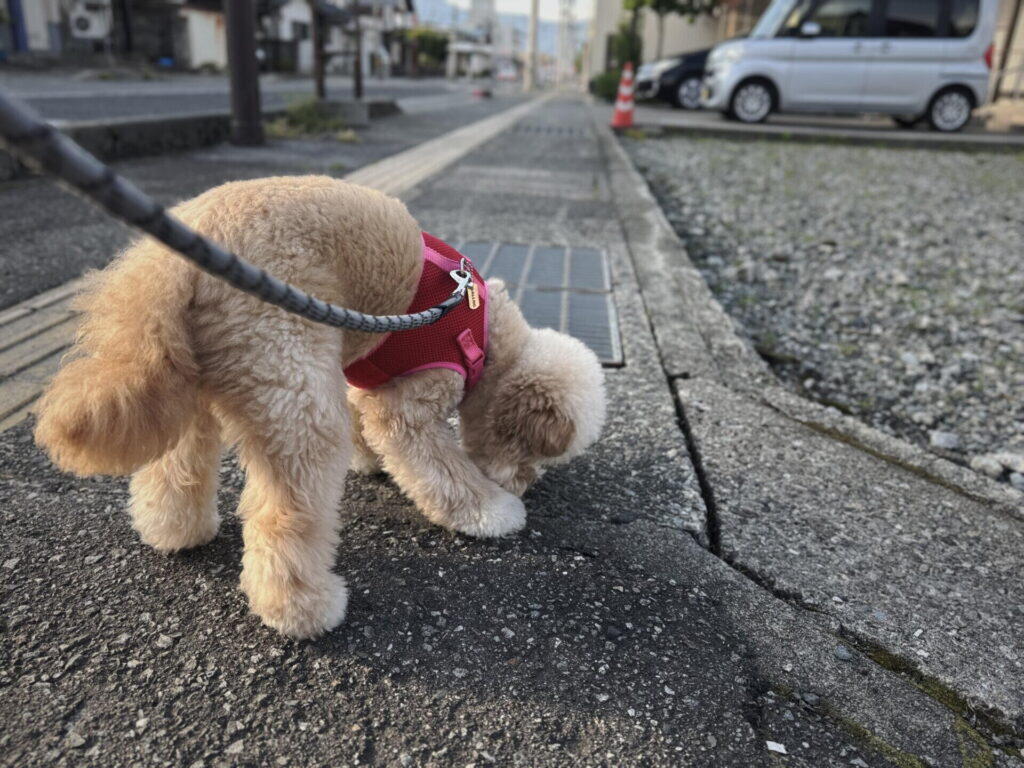 犬が散歩を嫌がる7つの理由