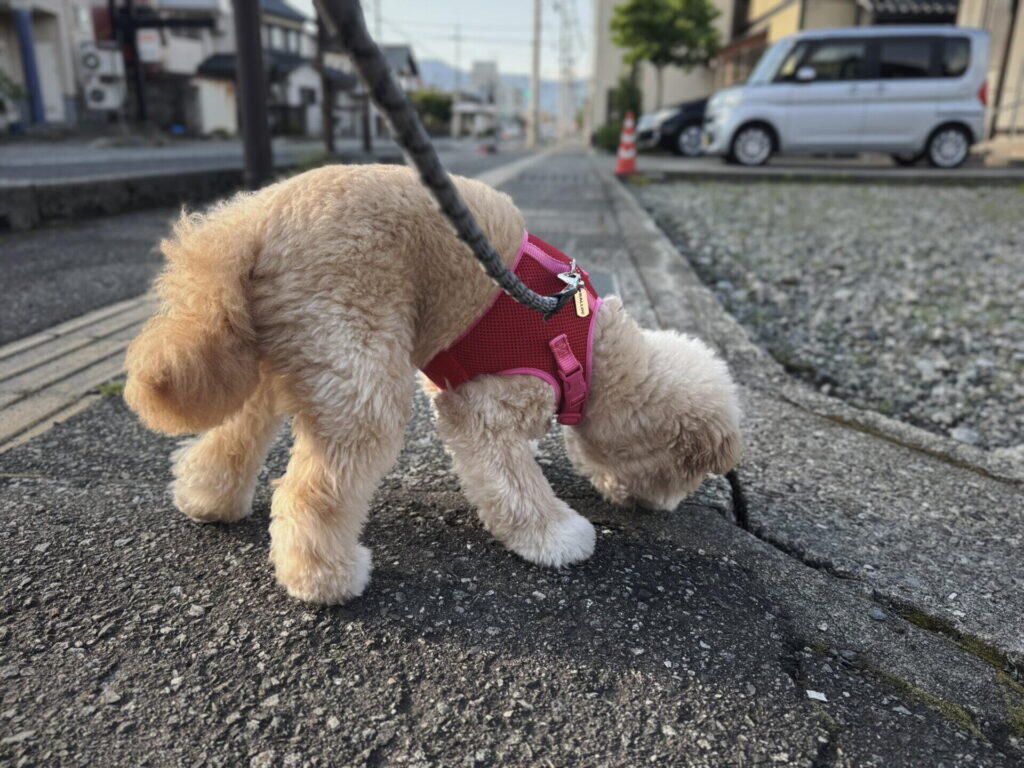 散歩と運動の違い、子犬は短時間で複数回、成犬は1日1回でも安定