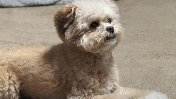 一人暮らしで犬は飼える？飼い主が本音で語る5条件と犬種10選