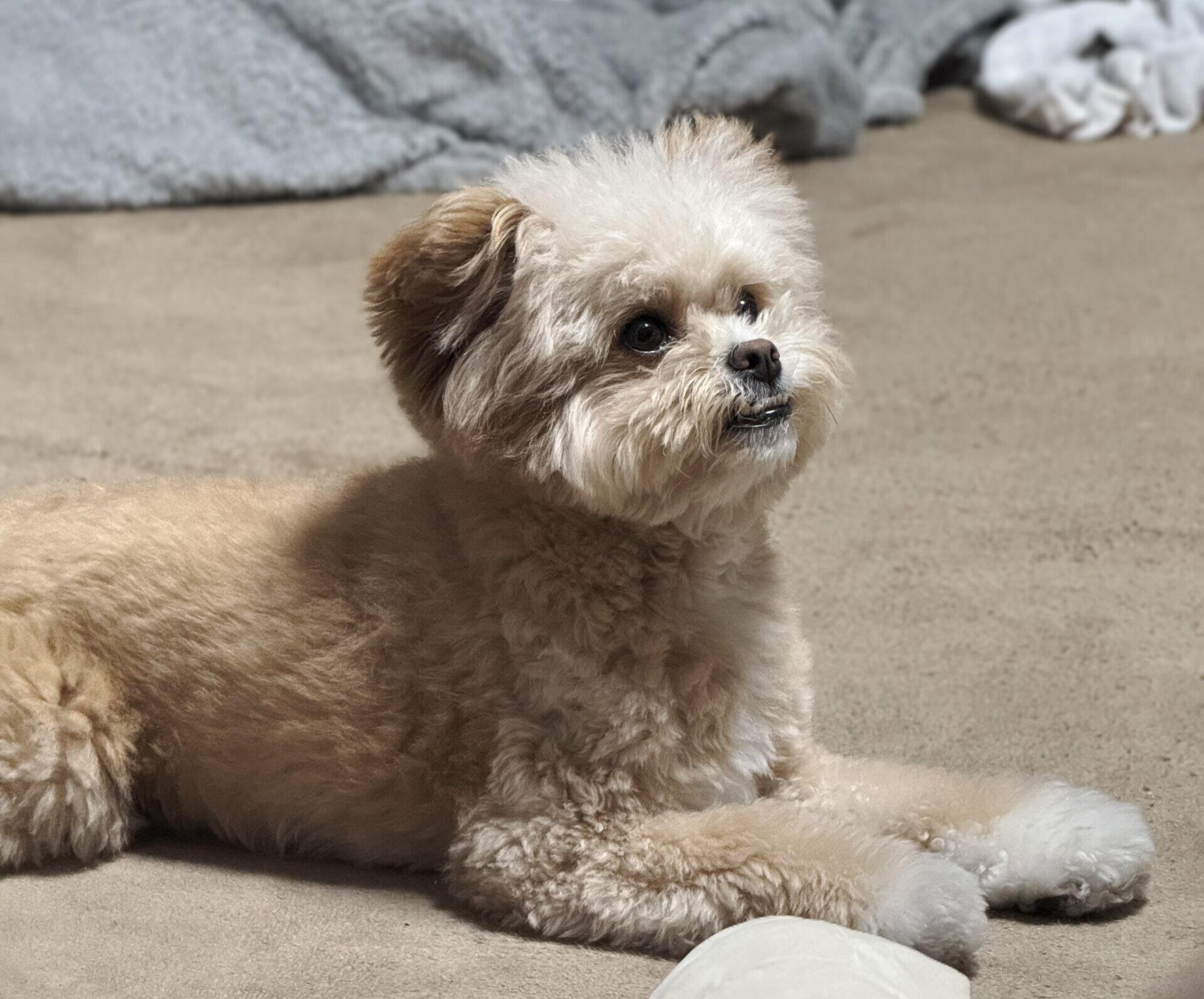 一人暮らしで犬は飼える？飼い主が本音で語る5条件と犬種10選