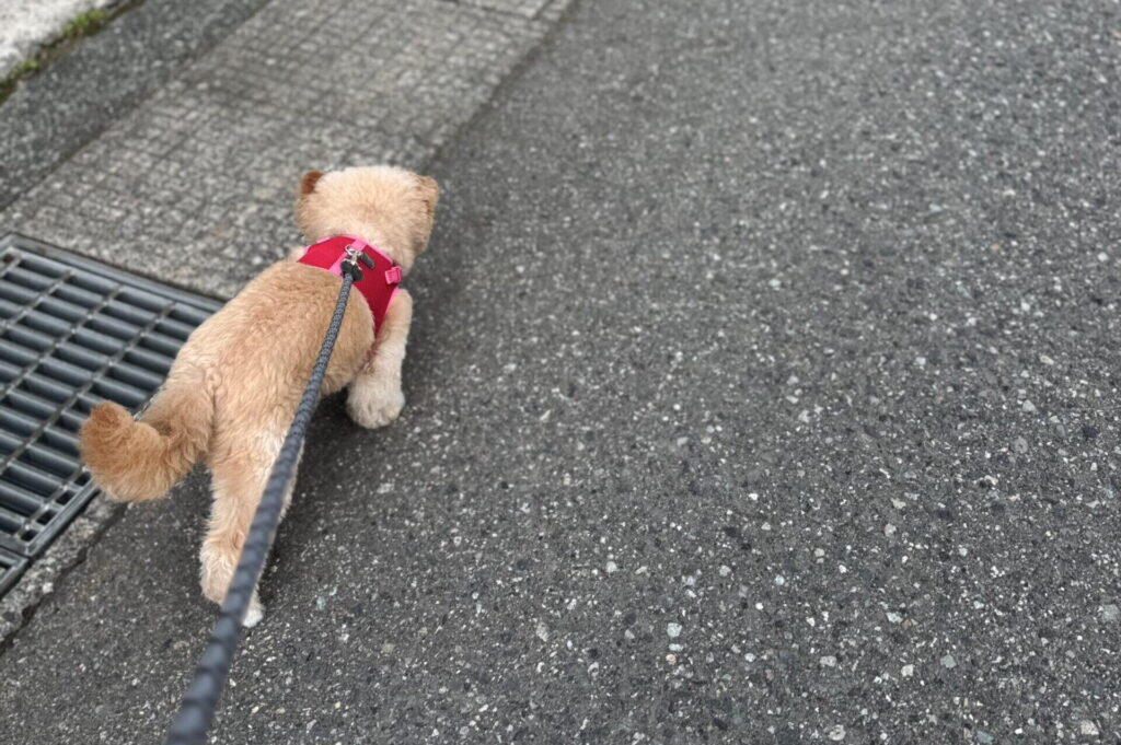 ワクチン接種の前後で気をつけること(当日・お風呂・散歩)
