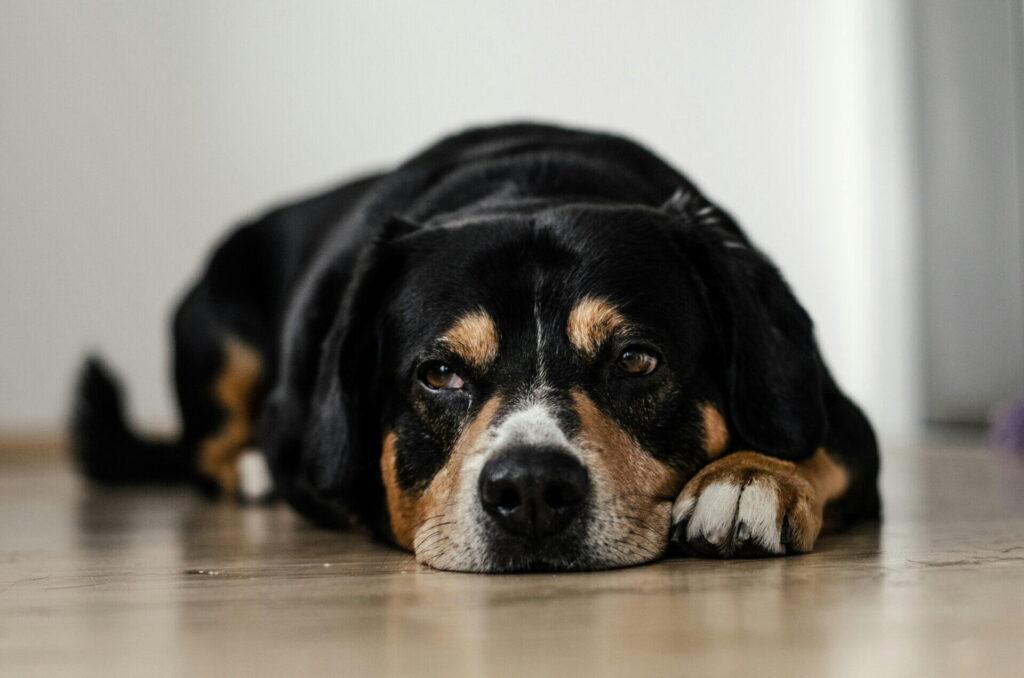 犬が唸るのはなぜ?6つの理由