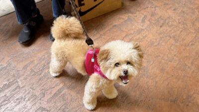 犬の呼び戻しが来ない理由と、興奮しても戻る2段階トレーニング