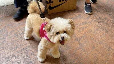 犬のハーネスの選び方を実体験で解説！種類・サイズ・抜け対策まで