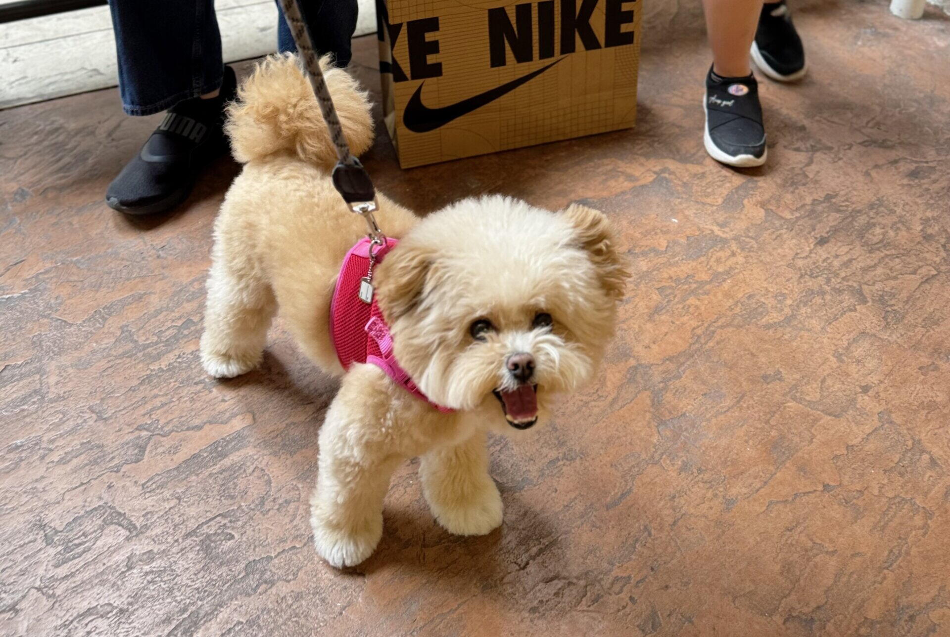 犬のハーネスの選び方を実体験で解説！種類・サイズ・抜け対策まで