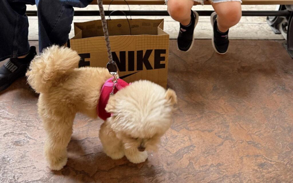 犬の関節サプリおすすめ7選 飼い主目線で本音比較