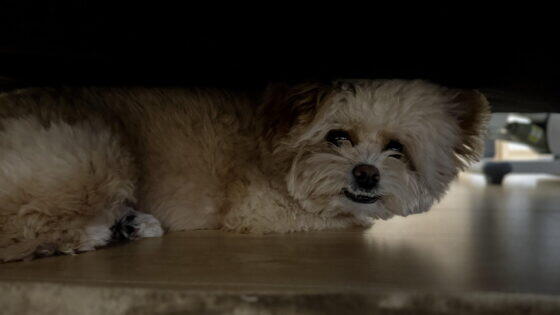 犬の分離不安と留守番。数分から伸ばしたトレーニングの全記録
