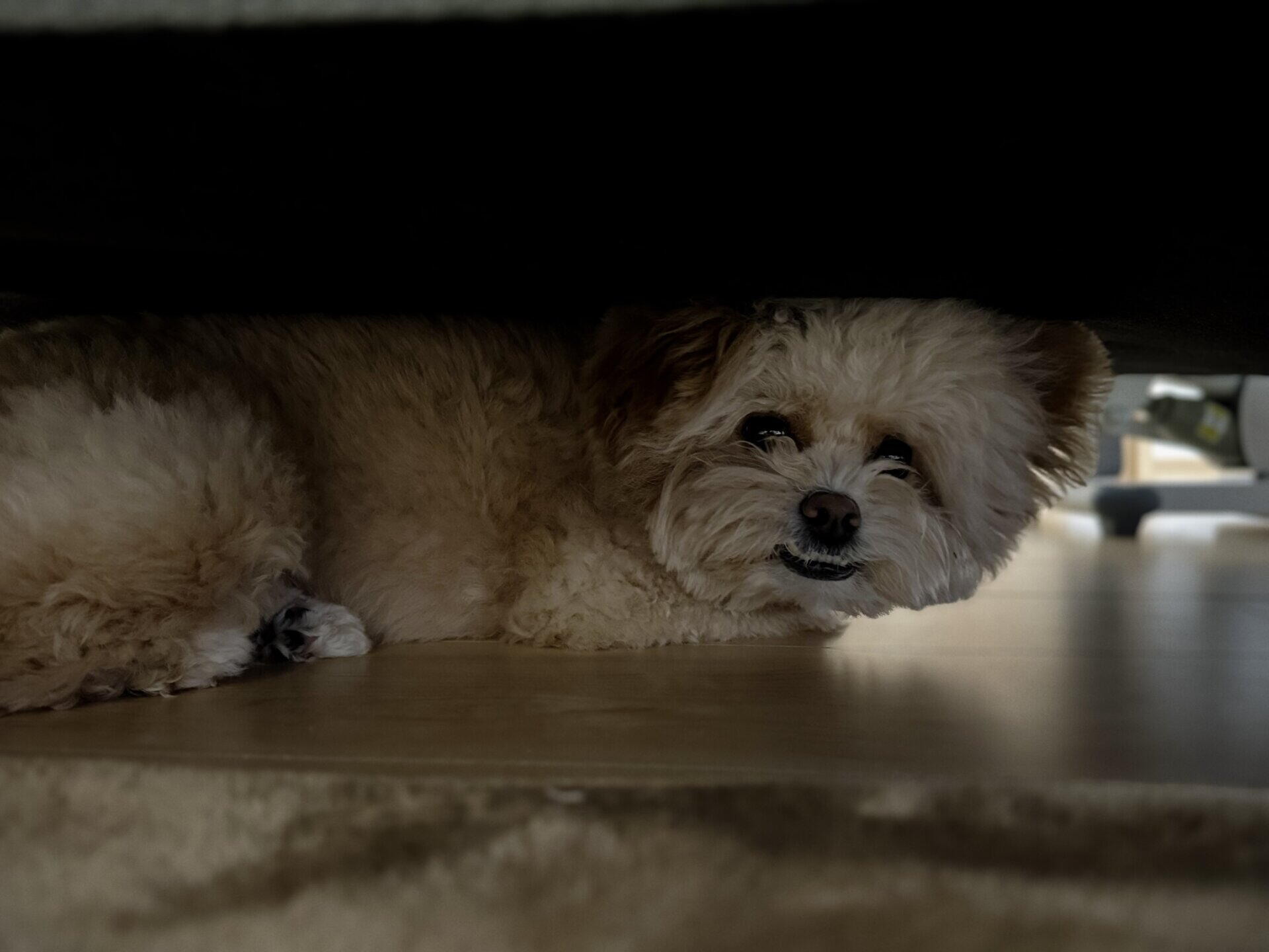 犬の分離不安と留守番。数分から伸ばしたトレーニングの全記録