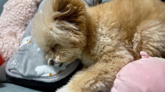 犬にグルコサミンは効く?サプリを調べた飼い主の本音と選び方