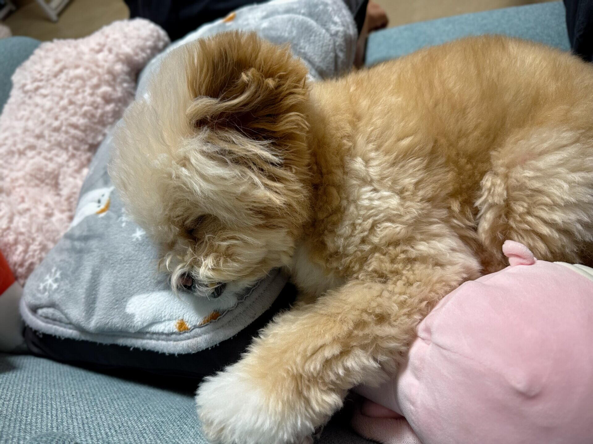 犬にグルコサミンは効く?サプリを調べた飼い主の本音と選び方