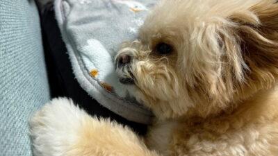 犬がチャイムに吠える理由と我が家の対策！ポメプー実録