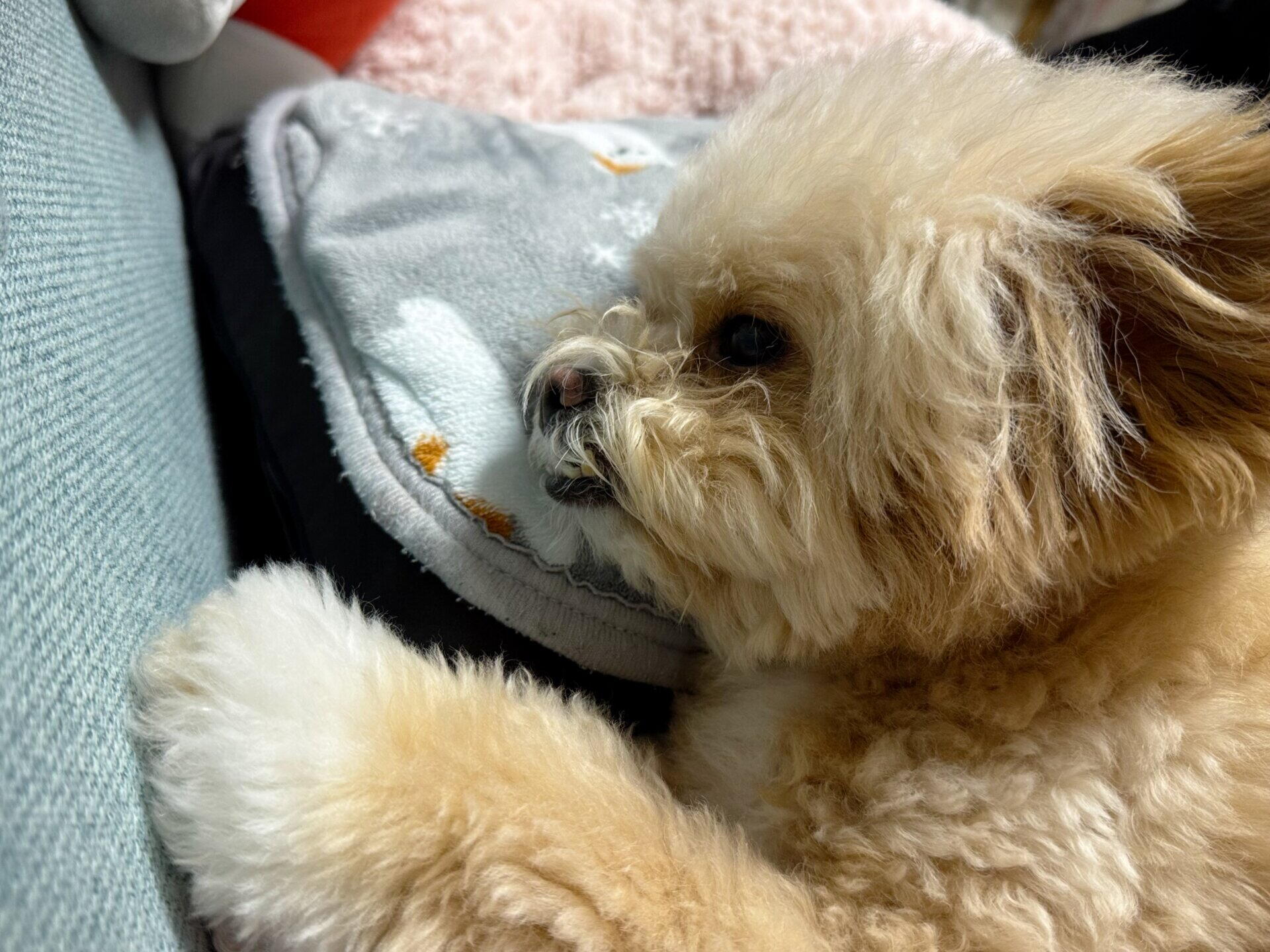犬がチャイムに吠える理由と我が家の対策！ポメプー実録