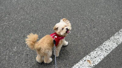 犬が散歩を嫌がる7つの理由!うちのポメプーが克服した方法