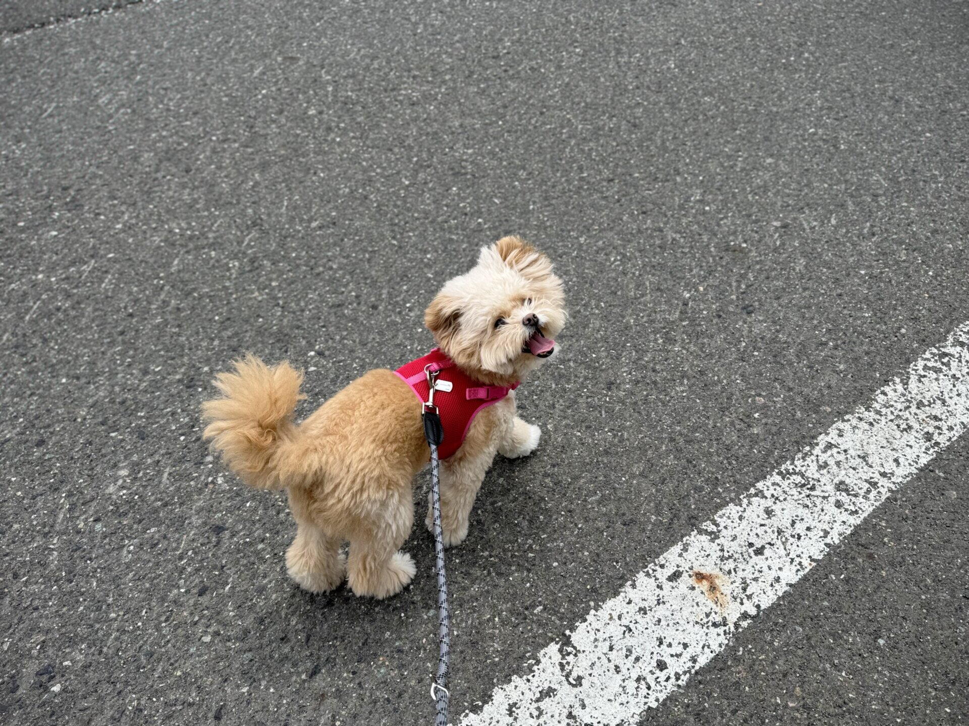 犬が散歩を嫌がる7つの理由！うちのポメプーが克服した方法