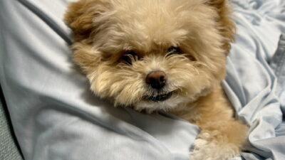 犬が唸る対策は叱らないが正解!状況別の対処を飼い主が本音で解説