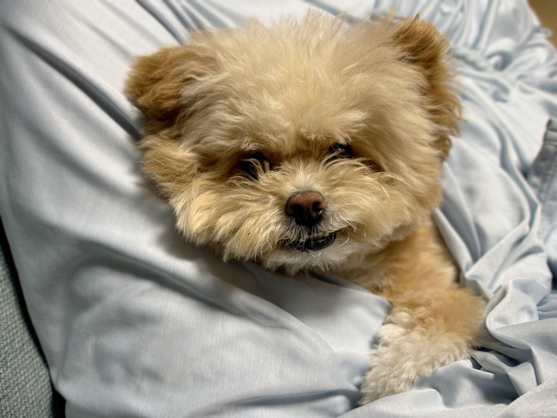 犬が唸る対策は叱らないが正解！状況別の対処を飼い主が本音で解説