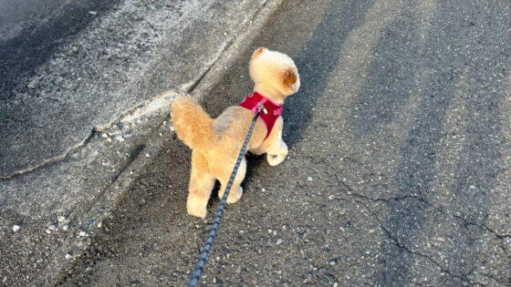 犬の引っ張り癖を散歩で直す3ステップ！小型犬の飼い主が解説
