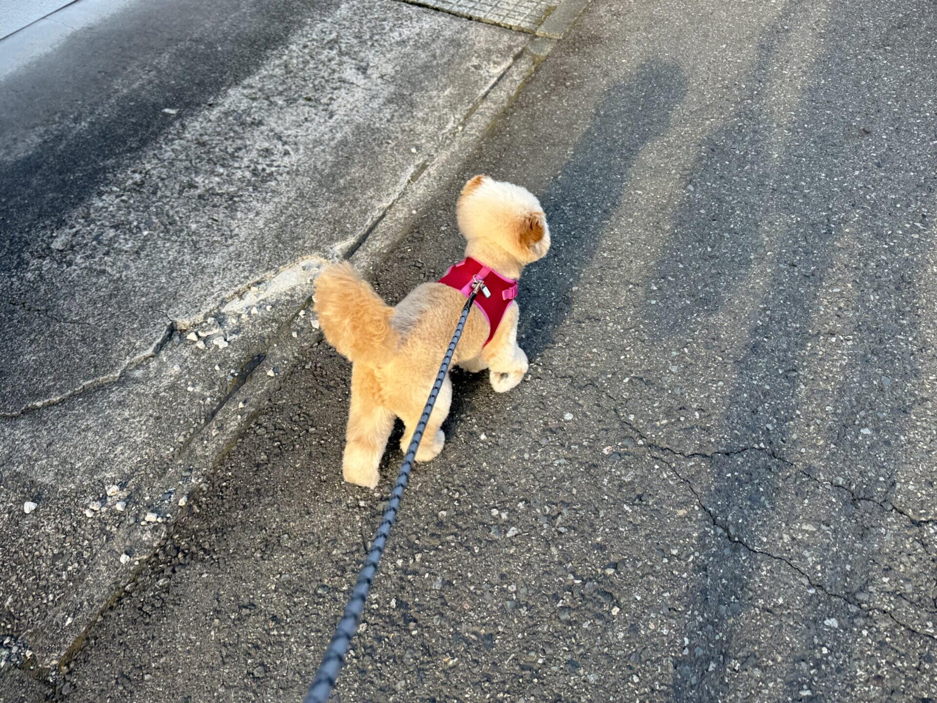 犬の引っ張り癖を散歩で直す3ステップ！小型犬の飼い主が解説