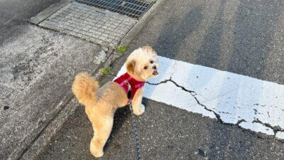小型犬の暑さ対策は室内が9割。湿度と留守番の落とし穴