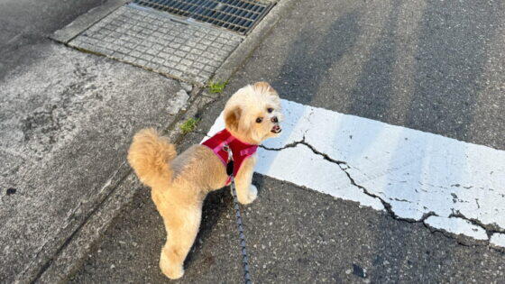 小型犬の暑さ対策は室内が9割。湿度と留守番の落とし穴