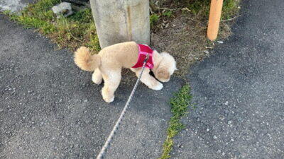 犬の拾い食いをやめさせる方法!誤飲を経験した飼い主が3ステップで解説