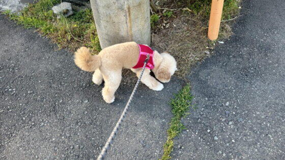 犬の拾い食いをやめさせる方法！誤飲を経験した飼い主が3ステップで解説