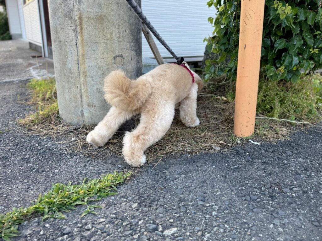 ハーネスとリードを着けたまま草むらに頭を入れ、後ろ足で踏ん張るポメプーの後ろ姿