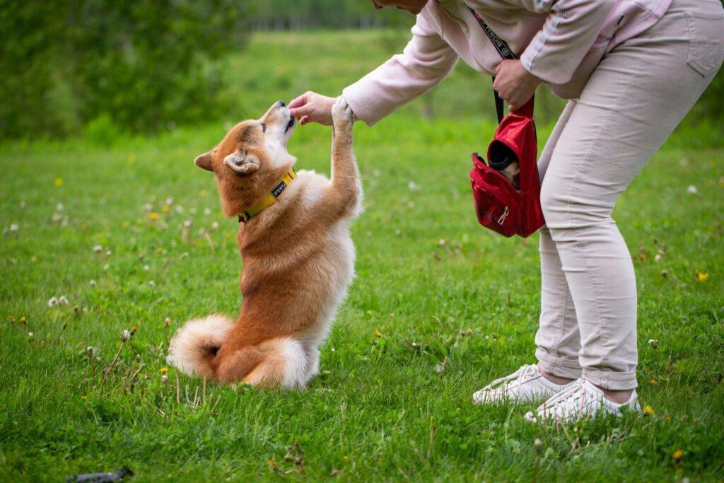 犬のしつけ教材とは?種類・費用・自宅でできること