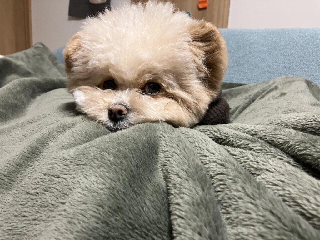 犬の免疫が揺らぎやすいのはどんな時？愛犬のサイン