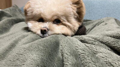犬が歯磨きを嫌がるのは慣らし方次第。毎日できるまでの手順