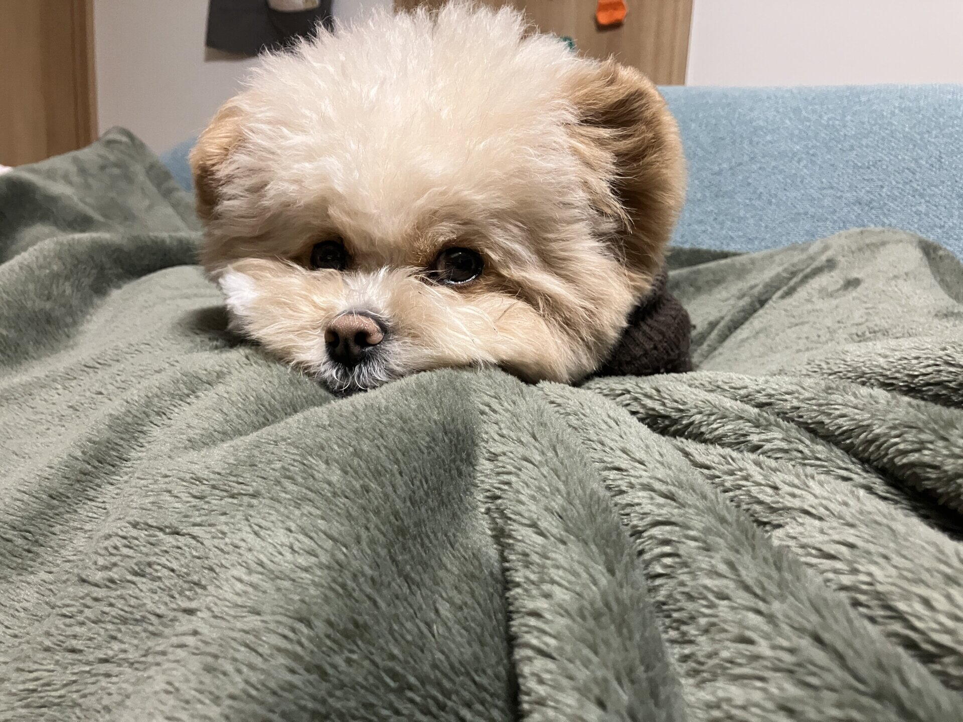 犬が歯磨きを嫌がるのは慣らし方次第。毎日できるまでの手順