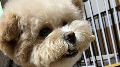 犬の口臭対策で気にならない状態を保つ。うちの毎日の習慣