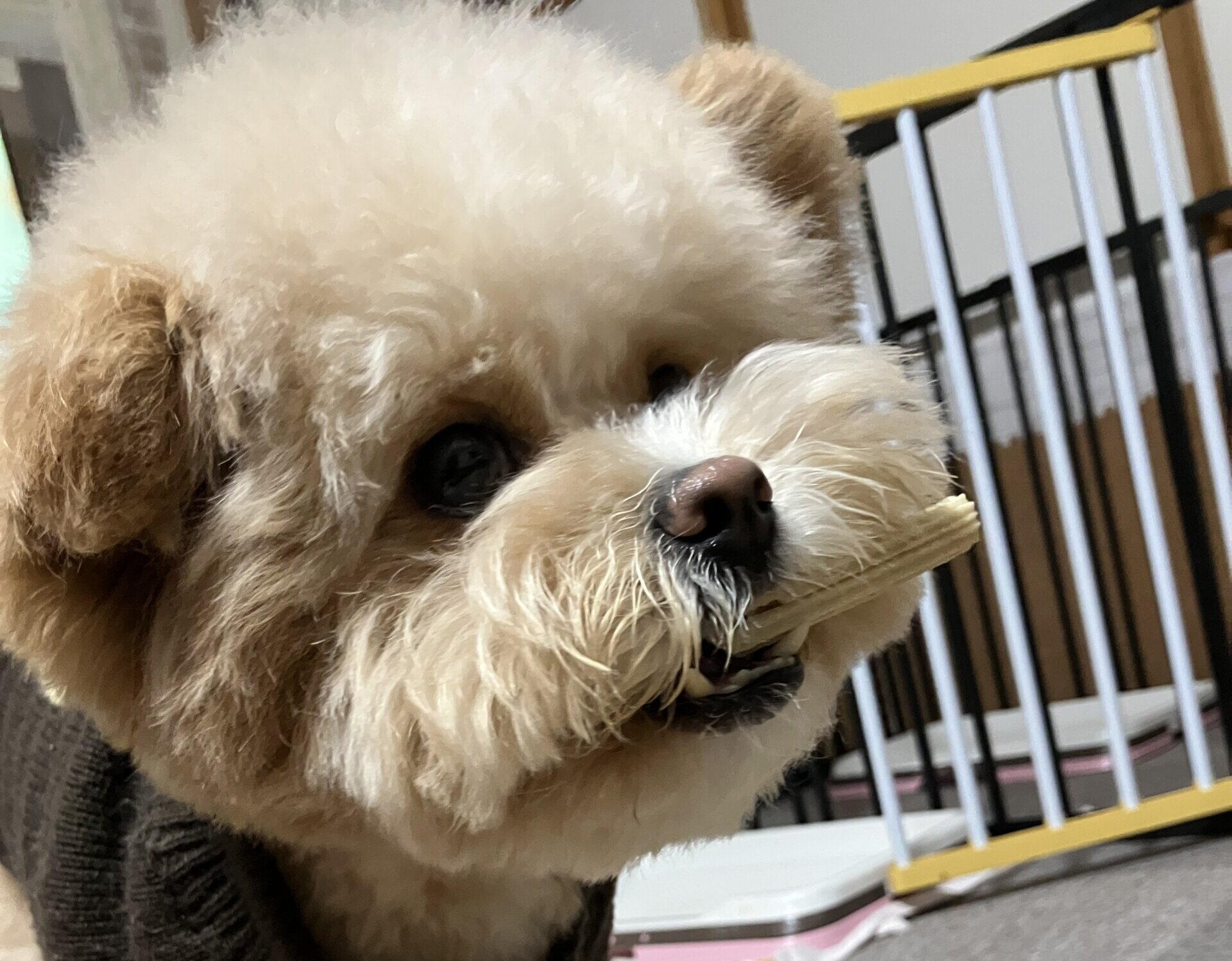犬の口臭対策で気にならない状態を保つ。うちの毎日の習慣